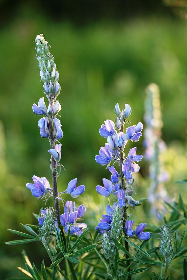 Bonny Blue Bonnets Photograph By Rachel Hessinger - Fine Art America