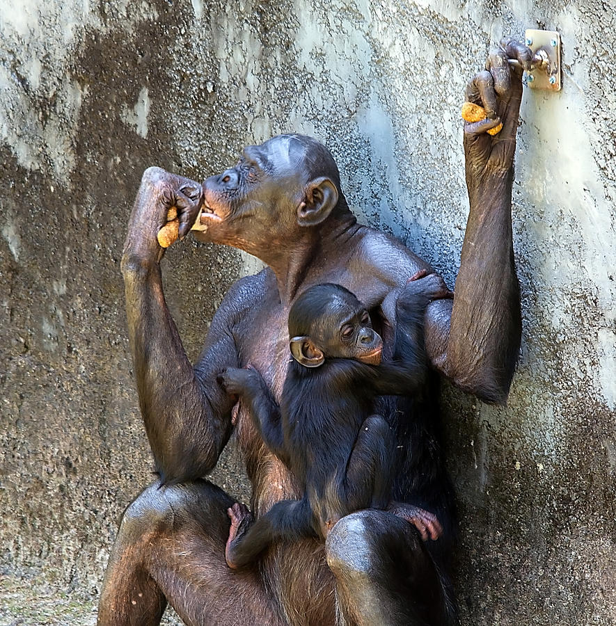 Bonobo 1 Photograph by Kenneth Albin