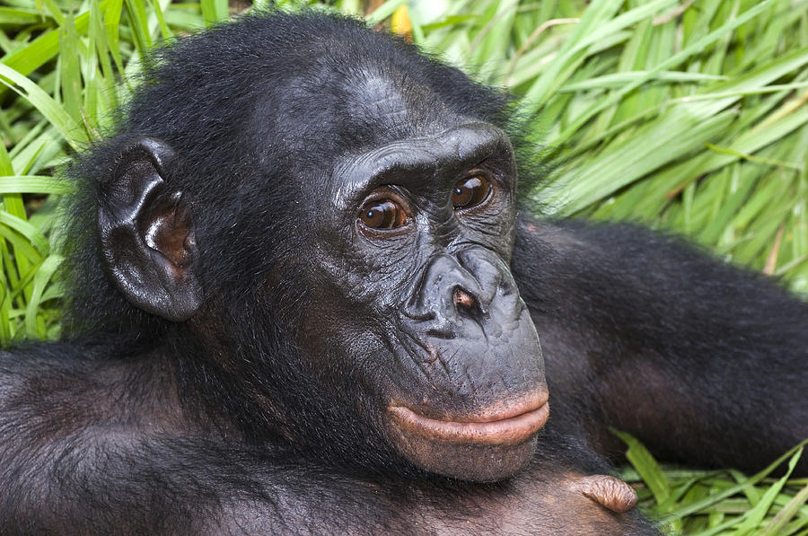 Wildlife Photograph - Bonobo Ape by Tony Camacho