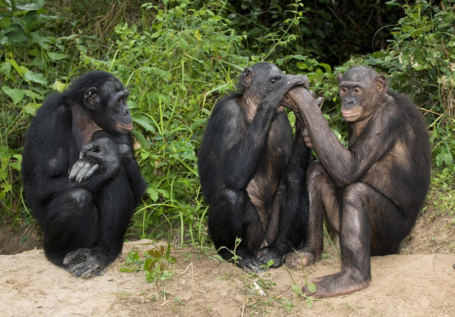 Bonobo Apes Photograph By Tony Camacho Fine Art America 4196