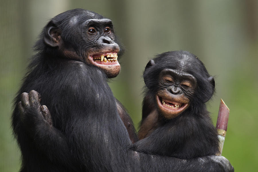 Bonobo Mature Male And Juvenile Male Portrait Photograph by Anup Shah