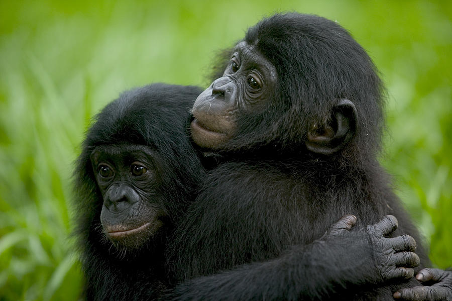 Bonobo Orphans Hugging Photograph by Cyril Ruoso