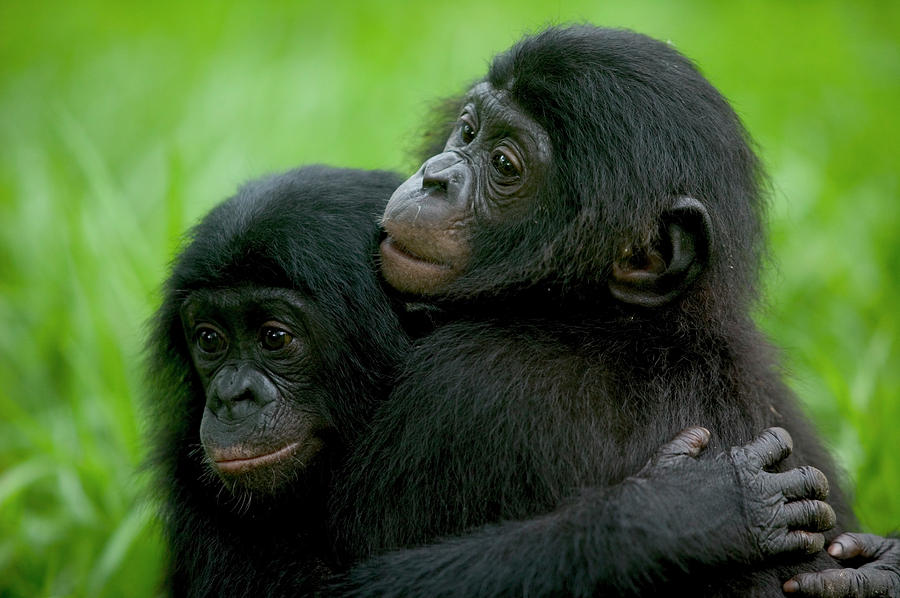 Bonobo Pan Paniscus Pair Of Orphans Photograph by Cyril Ruoso