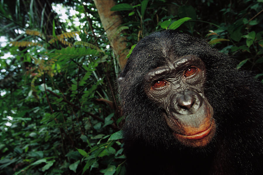 Bonobo Pan Paniscus, Portrait Photograph by Cyril Ruoso