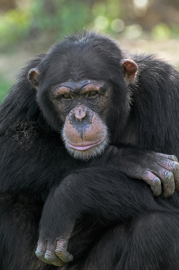 Bonobo Pan Paniscus Portrait, La Vallee Photograph by Cyril Ruoso