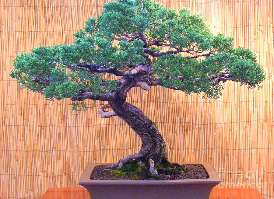 Bonsai - Dwarf Tree - Pine Photograph by Mary Deal