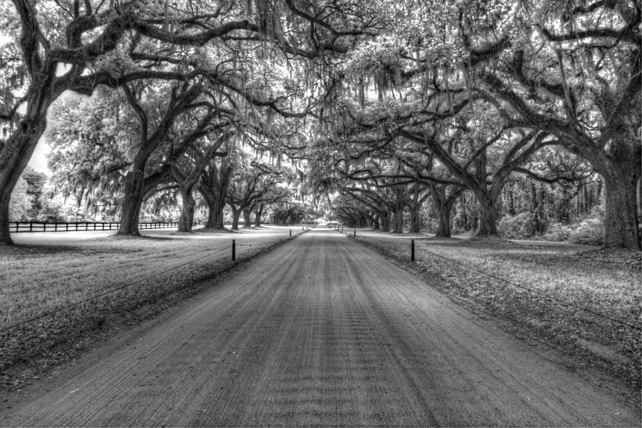 Tree Photograph - Boone Plantation Driveway by Nick  Shirghio