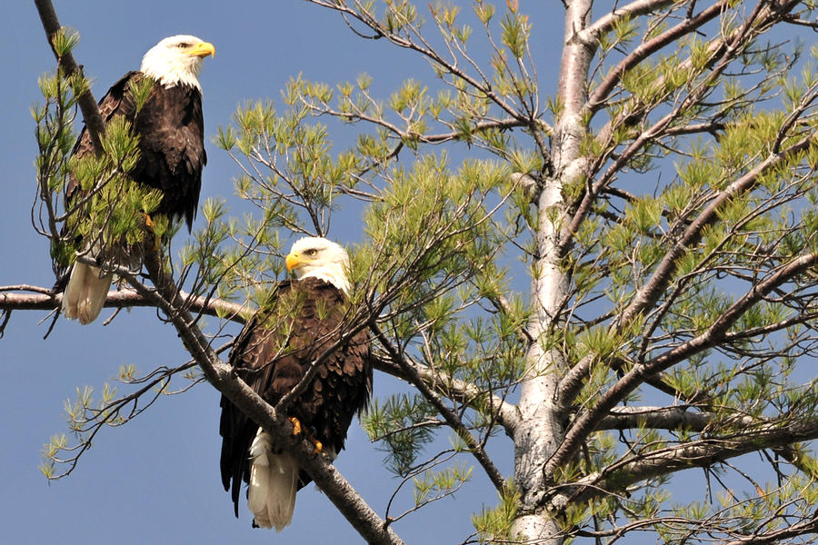 Bor River Eagles Photograph by Peter DeFina