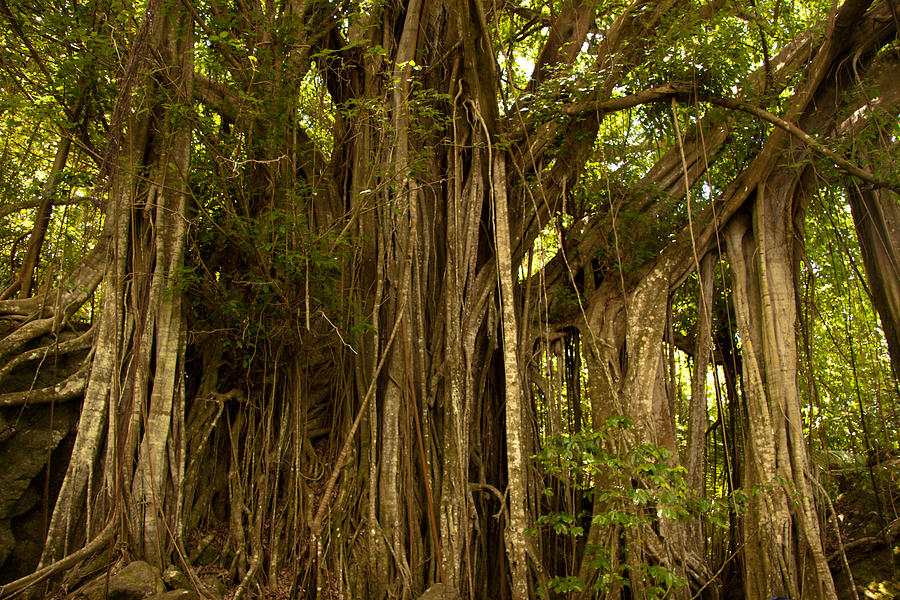 Ancient Photograph - Bora Bora Banyan Tree by Benjamin Clark Ancient Photograph - Bora Bora Banyan Tree by Benjamin Clark
