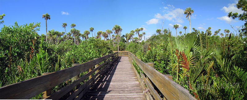 Florida Photograph - Borad Walk - Peck Lake Park by Richard Nickson Florida Photograph - Borad Walk - Peck Lake Park by Richard Nickson