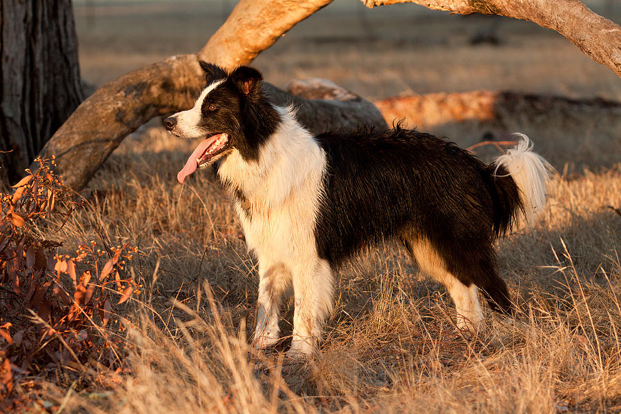 Dog Photograph - Border Collie at Sunset by Michelle Wrighton