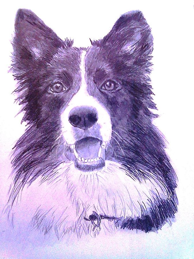 Border Collie Drawing by Diane Leuzzi