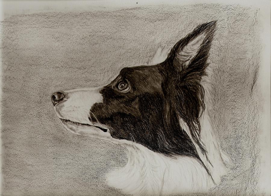 border inches collie Collie Pye Border Drawing Joan by