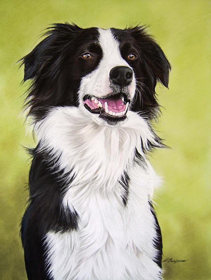 Border Collie Photograph by Lucy Swinburne