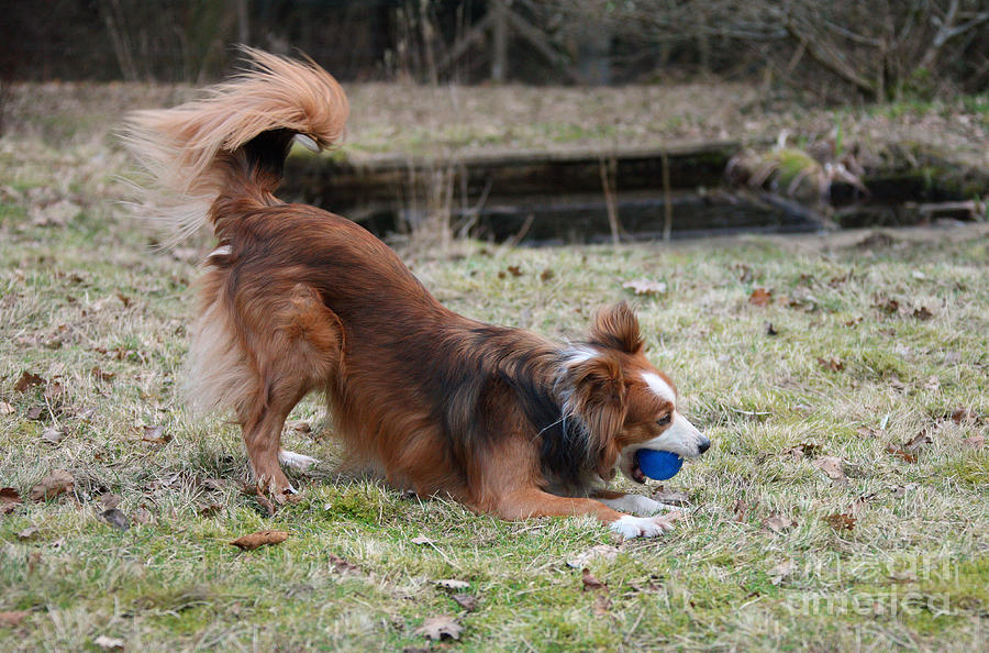 Border Collie Playing With Ball Photograph by Mark Taylor