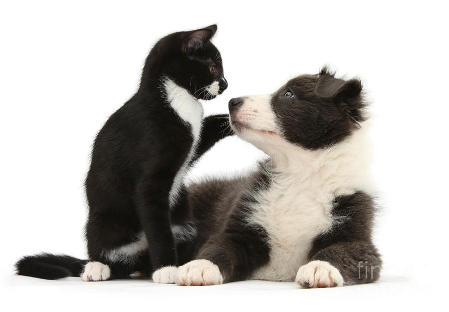 Border Collie Pup And Tuxedo Kitten Photograph by Mark Taylor