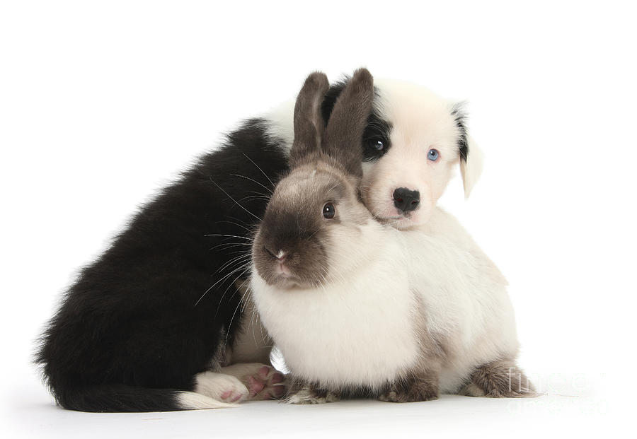 Border Collie Pup With Colorpoint Rabbit Photograph by Mark Taylor