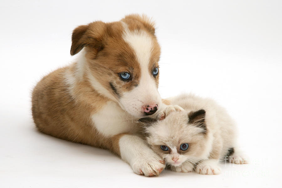 Dog Photograph - Border Collie Puppy And Kitten by Jane Burton