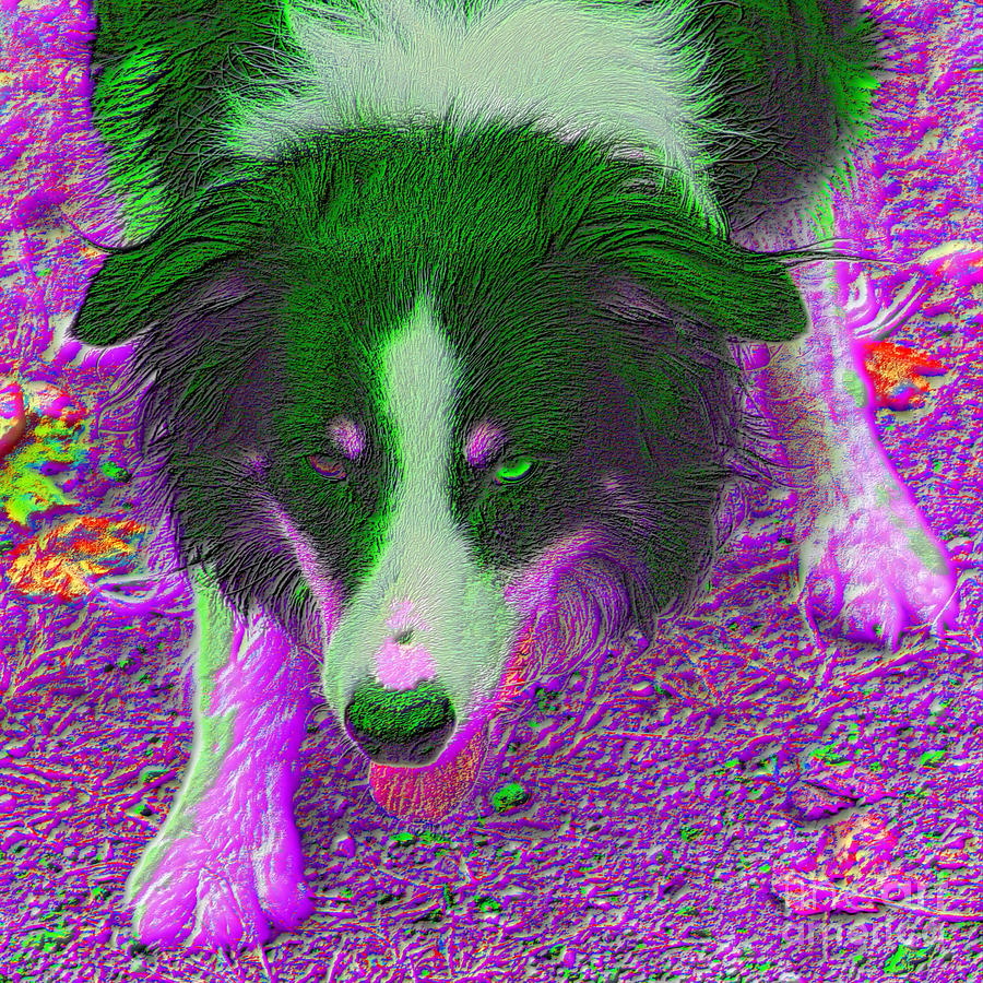 Border Collie Stare In Abstract Colors Digital Art by Smilin Eyes Treasures