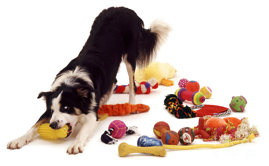 Border Collie With Toys Photograph by Jane Burton
