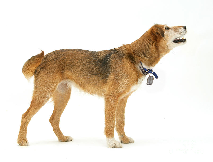 lakeland terrier x border terrier