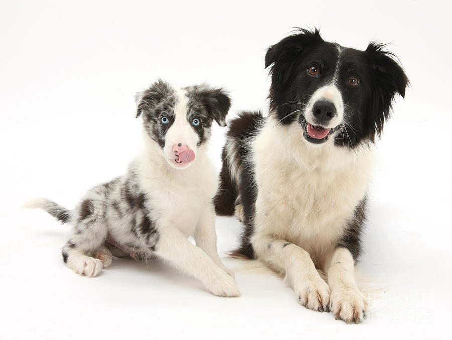 Border Collies Photograph by Mark Taylor