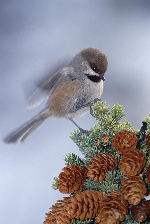 Boreal Chickadee Parus Hudsonicus Photograph by Michael Quinton