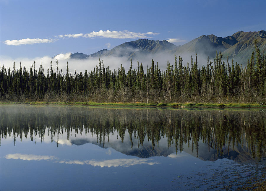 Boreal Forest Along Lake Edge Nutzotin Photograph by Tim Fitzharris
