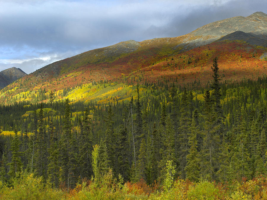 Boreal Forest Beneath Goldensides Photograph by Tim Fitzharris