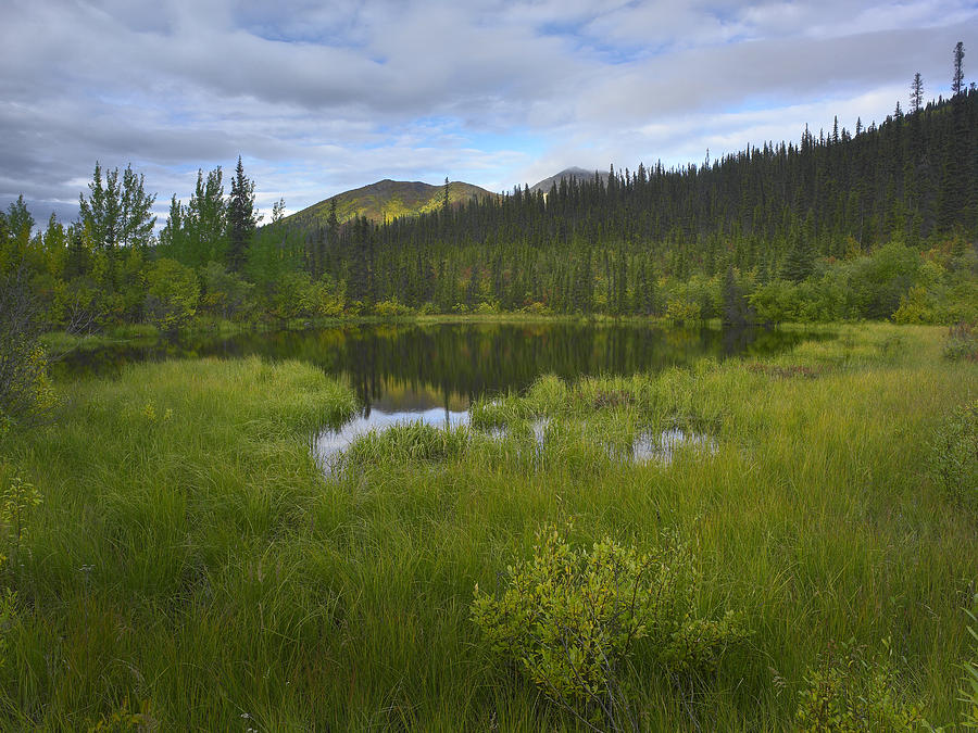 Boreal Forest With Pond And Antimony Photograph by Tim Fitzharris