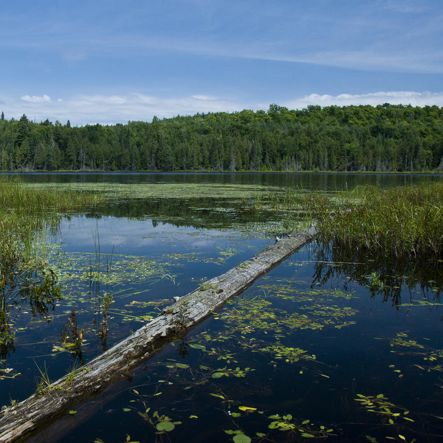 Nature Photograph - Boreal Pond in Quebec by Steven Wynn