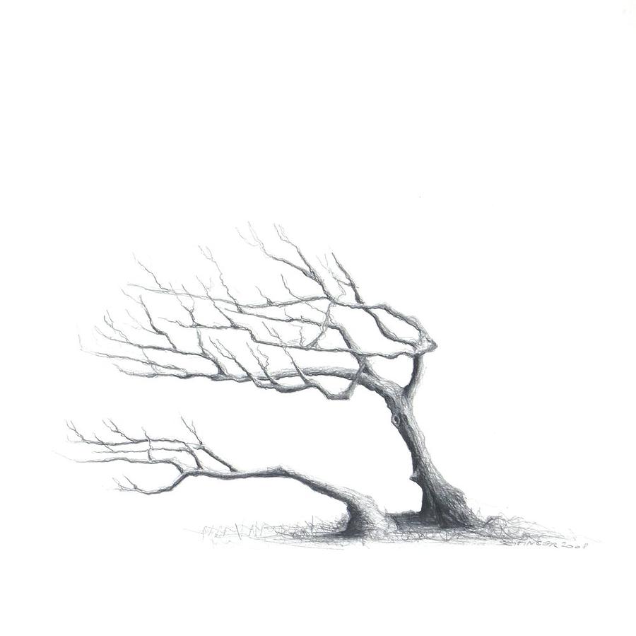 Tree Drawing - Boreas by Karl Seitinger