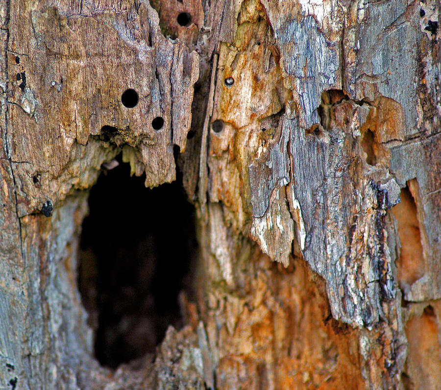City Photograph - Bored by woodpeckers feeding by LeeAnn McLaneGoetz McLaneGoetzStudioLLCcom