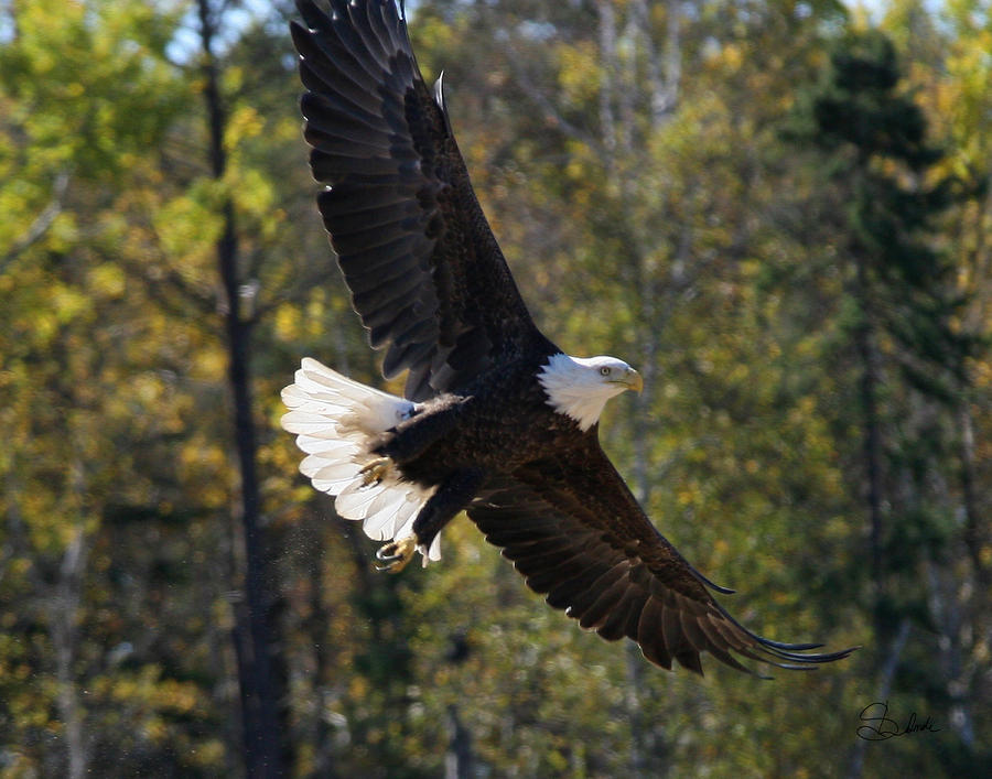 Eagle Photograph - Born to Fly by Sarah  Lalonde