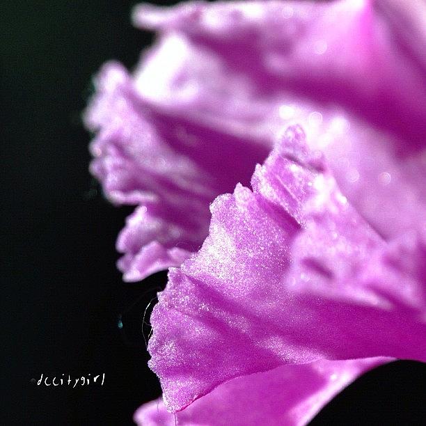 Nature Photograph - Born To The Purple by Dccitygirl WDC