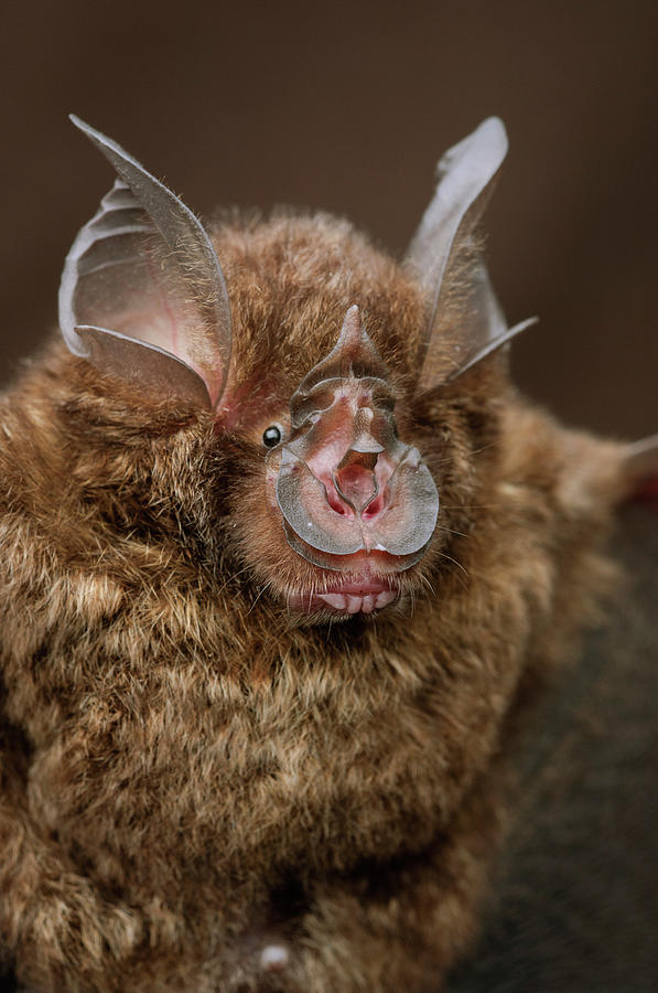 Bornean Horseshoe Bat Rhinolophus Photograph by Chien Lee