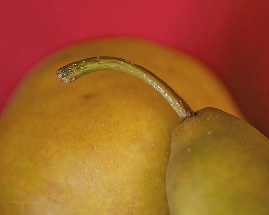 Bosc Pears Photograph