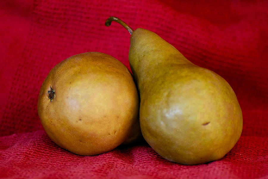 Bosc Pears Number 2 Photograph by Constance Sanders