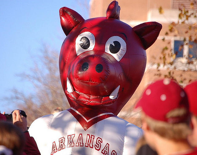 Boss Hog Photograph by Amy Glover Bryant | Fine Art America