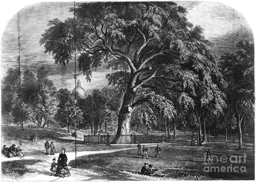 The Great Elm tree at Boston Common Drawing by Granger