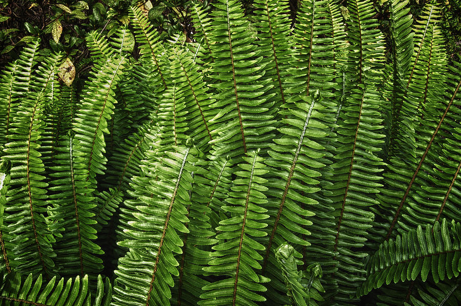 Boston Fern Photograph by Forest Alan Lee - Fine Art America