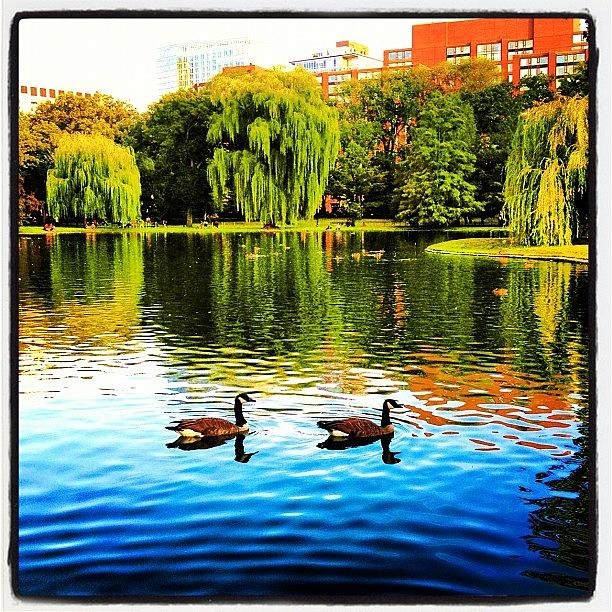 Summer Photograph - Boston Public Garden by Larry  Medina