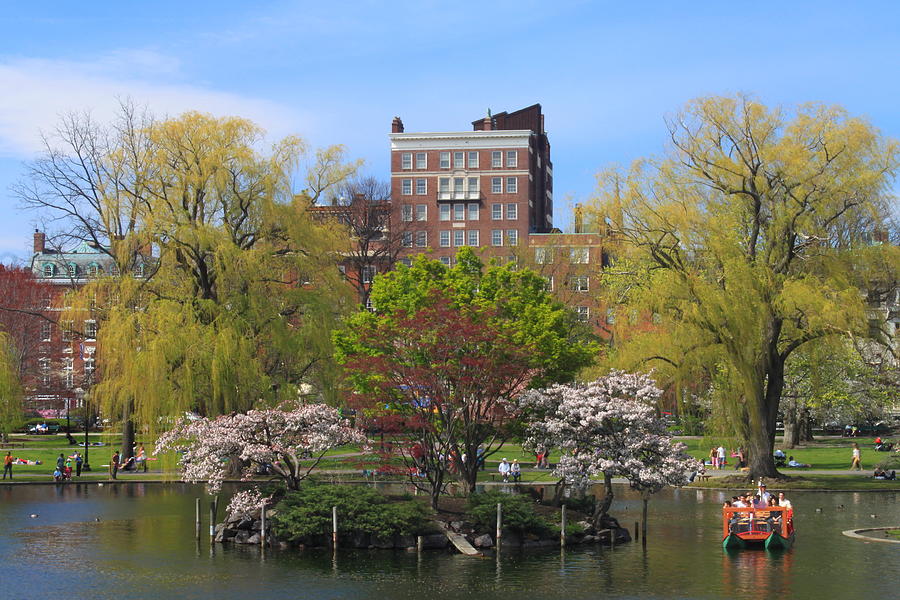 Spring Photograph - Boston Public Garden Pond in Spring by John Burk