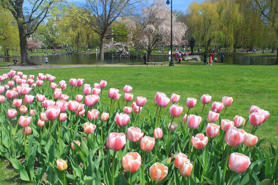 Boston Public Garden Tulips Photograph by John Burk