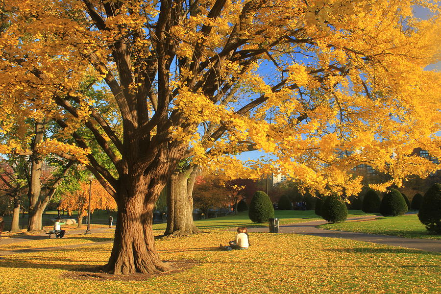 Boston Public Gardens Ginkgo Tree Foliage Photograph
