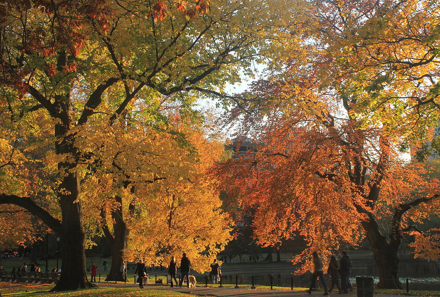 Boston Photograph - Boston Public Gardens in Autumn by John Burk