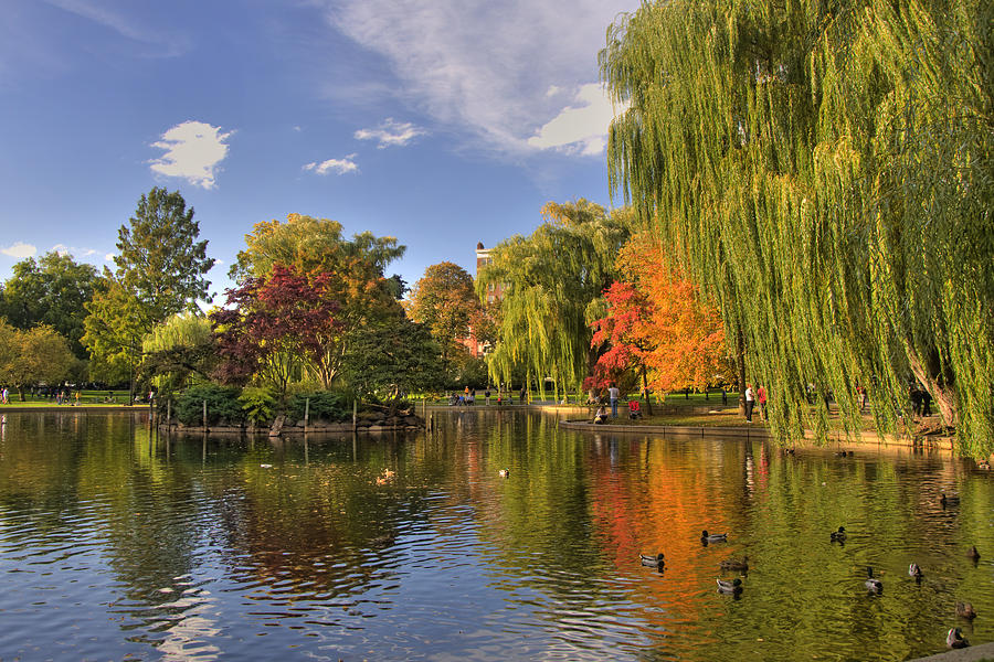 Boston Public Gardens Photograph by Joann Vitali