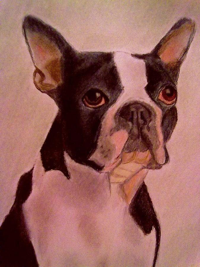 Boston Terrier Drawing by Diane Leuzzi | Fine Art America