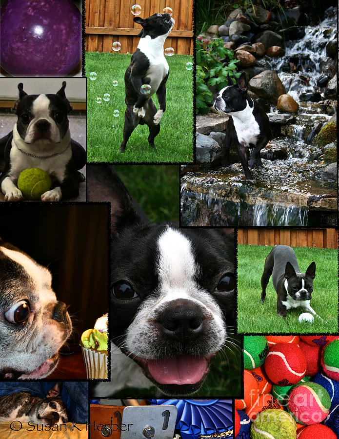 Boston Terrier Photo Collage Photograph by Susan Herber