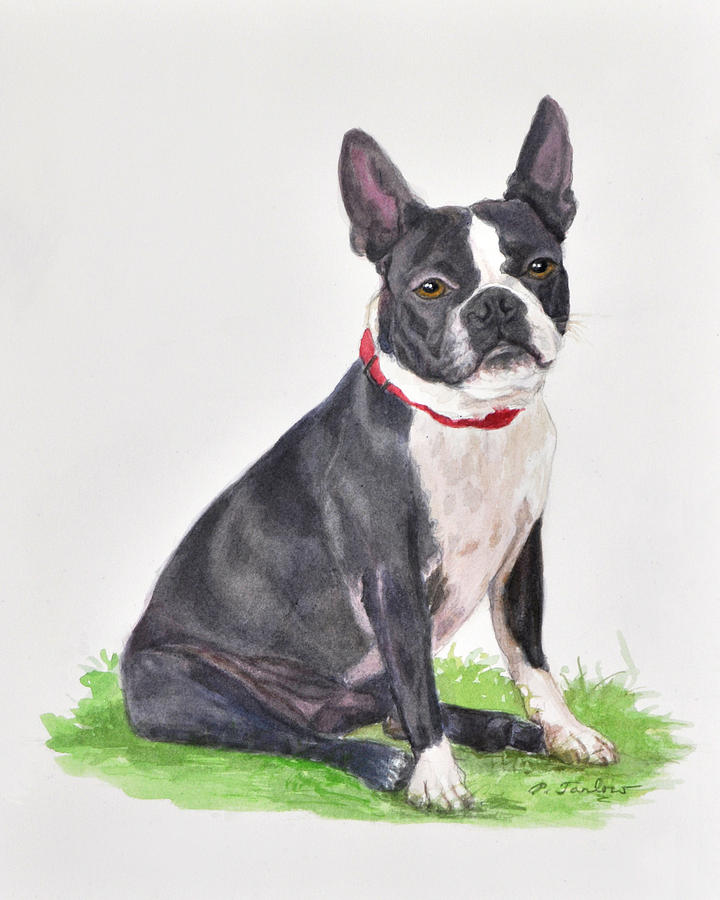 Boston Terrier Seated Painting by Phyllis Tarlow - Fine Art America